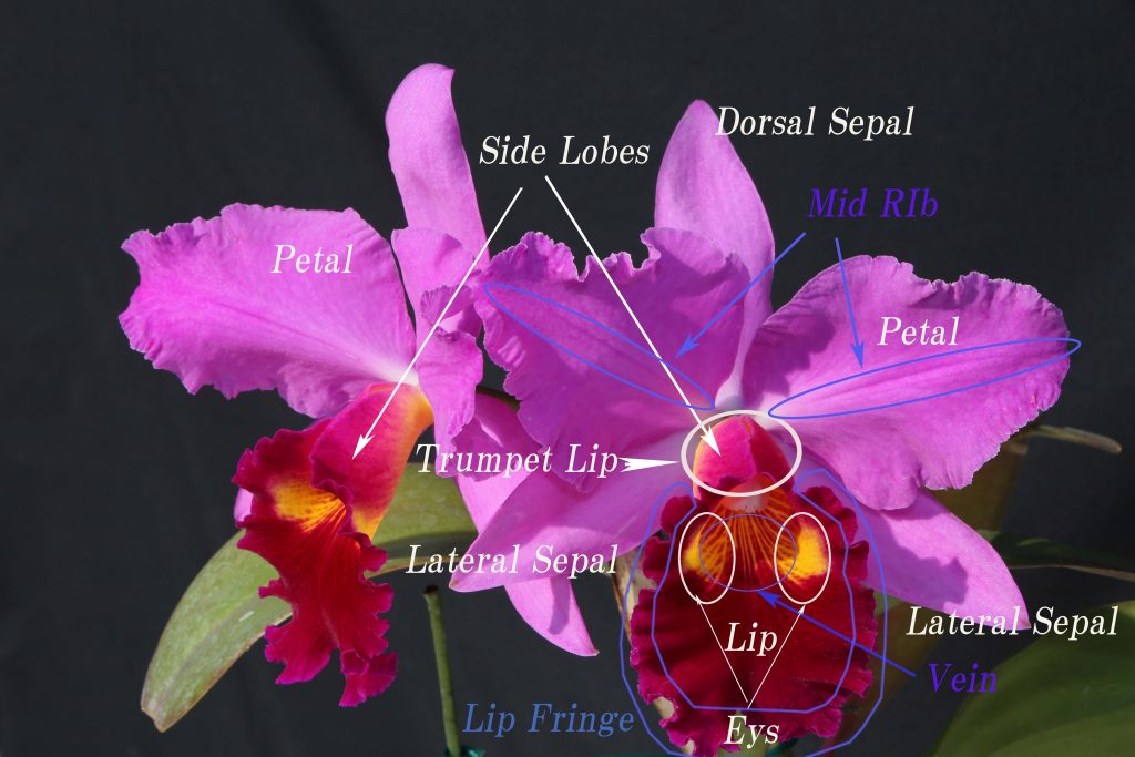 Flower Parts Name – Welcome to CattleyArt
